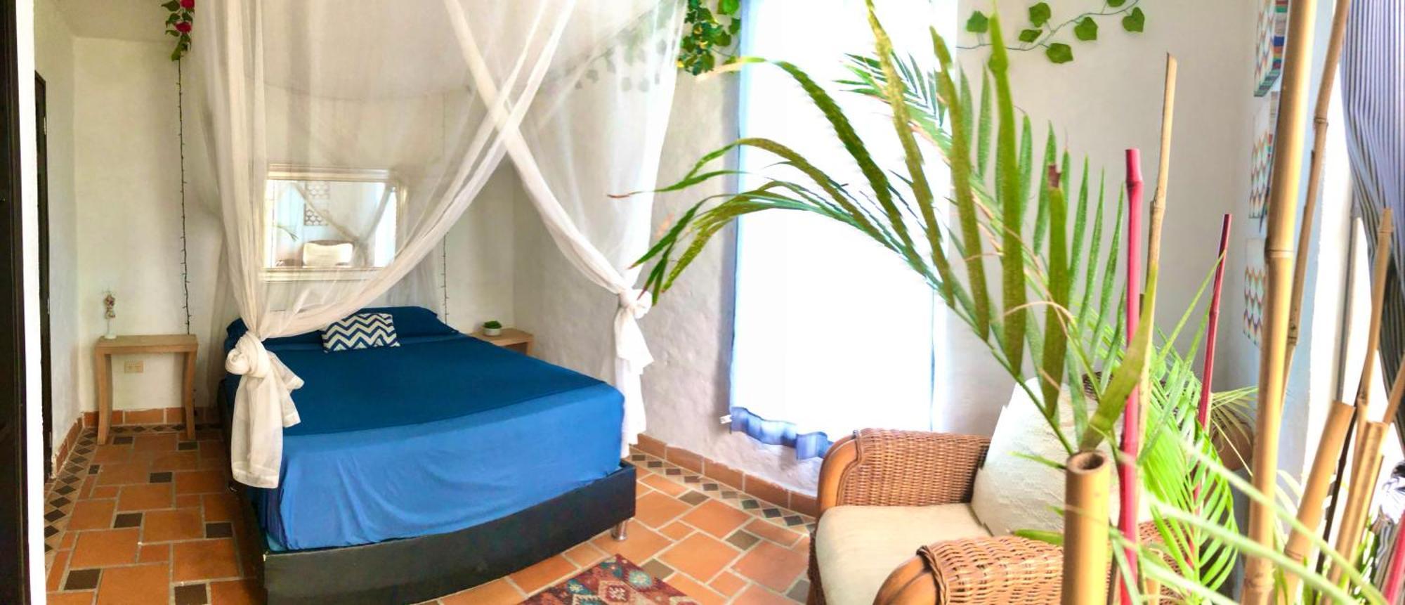 Coccoloba Flandes